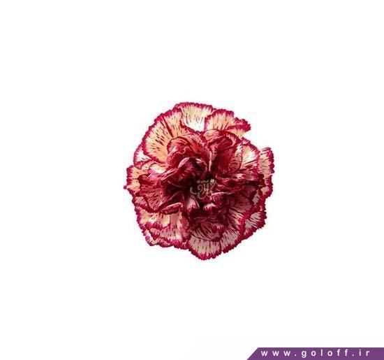 گل میخک فالیکن - Carnation | گل آف